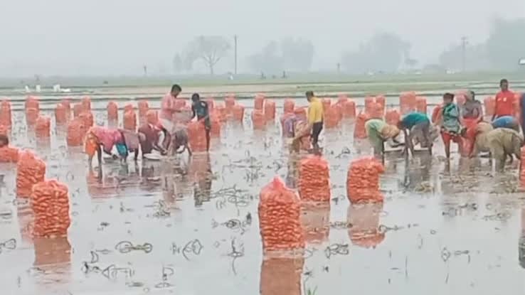 পানিতে নেমে আলু তুলছেন কৃষকেরা, কেজিতে লোকসান ৬-৭ টাকা !